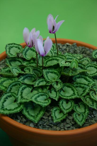 Cyclamen graecum ssp. anatolicum 