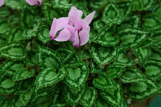 Cyclamen graecum ssp. anatolicum 