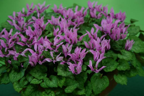 Cyclamen graecum ssp. anatolicum 