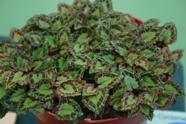 Cyclamen graecum ssp. anatolicum 