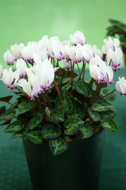 Cyclamen graecum ssp. candicum 