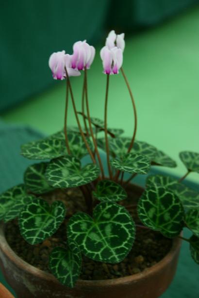 Cyclamen graecum mindleri 