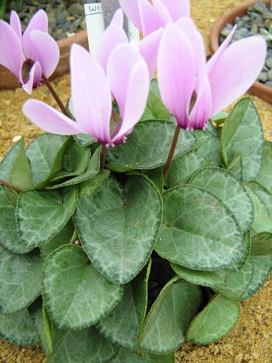 Cyclamen graecum 'Rhodopou' 