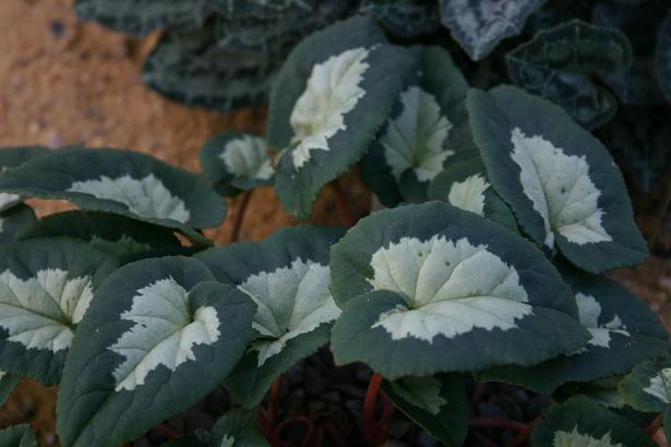 Cyclamen hederifolium 