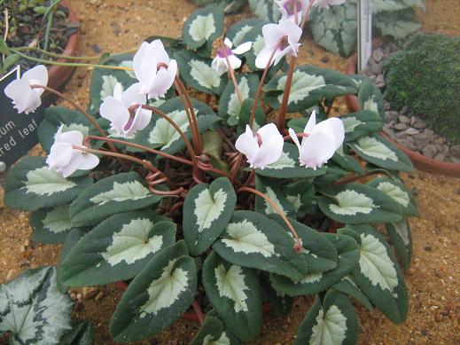 Cyclamen hederifolium 