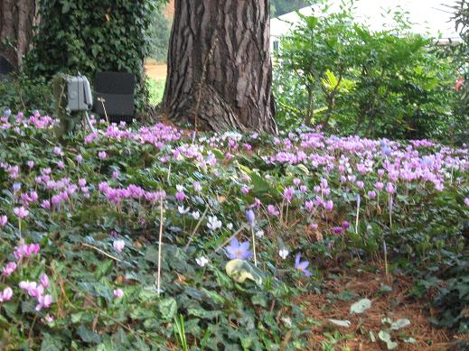 Cyclamen hederifolium 