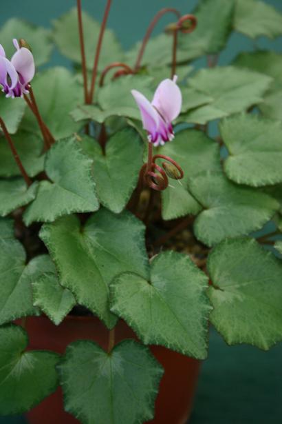 Cyclamen hederifolium 