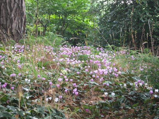 Cyclamen hederifolium 