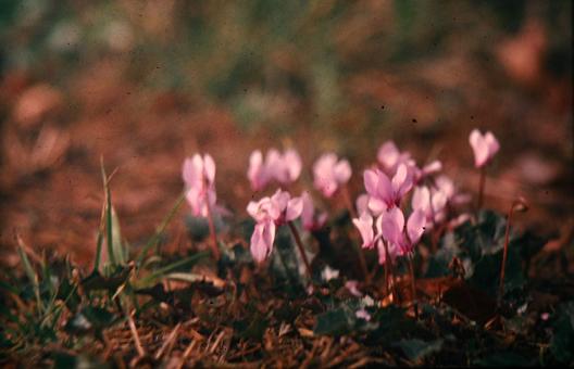 Cyclamen hederifolium 