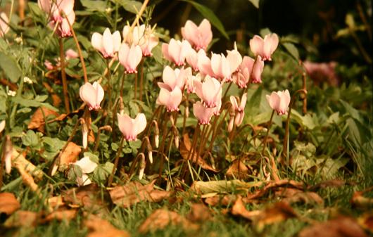 Cyclamen hederifolium 