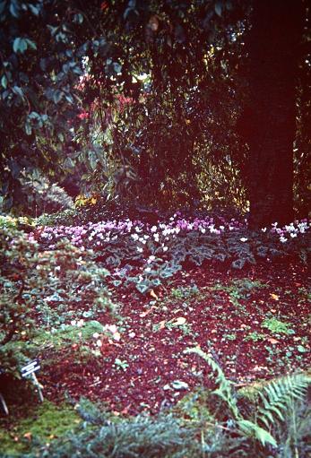 Cyclamen hederifolium 