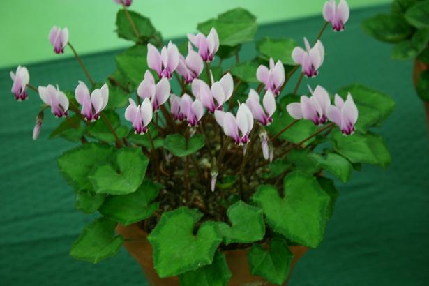 Cyclamen hederifolium 