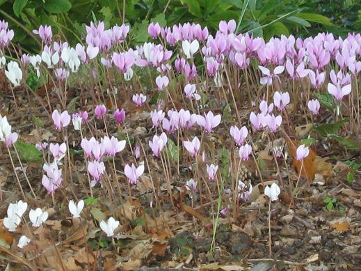 Cyclamen hederifolium 