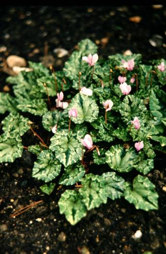 Cyclamen hederifolium 