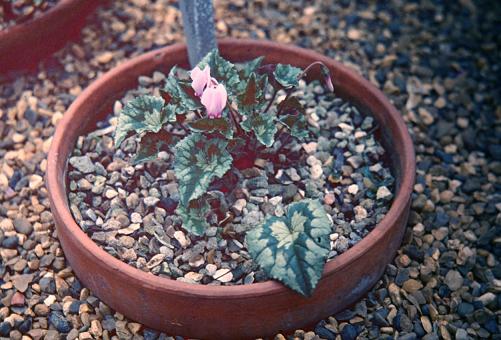 Cyclamen hederifolium Bowles Apollo Group 