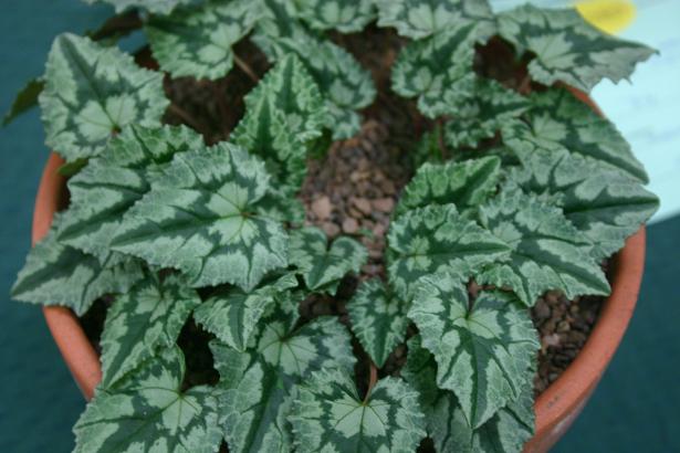 Cyclamen hederifolium Bowles Apollo Group 