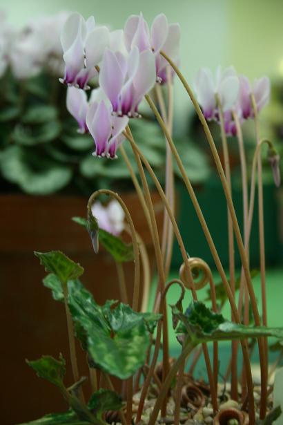 Cyclamen hederifolium var. confusum 