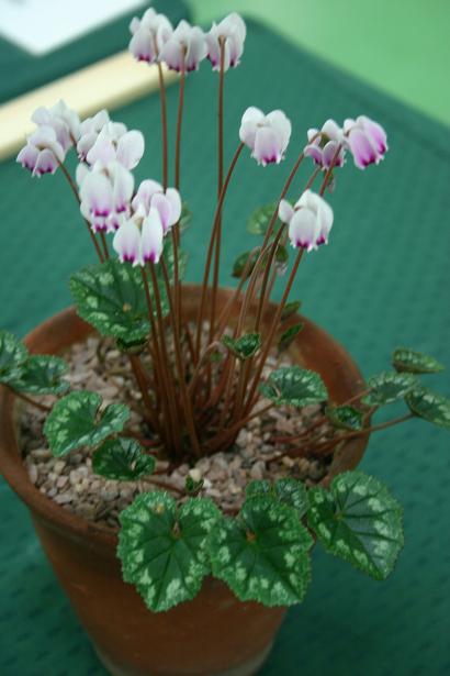 Cyclamen hederifolium var. confusum 