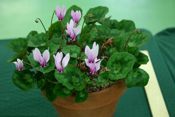 Cyclamen hederifolium var. confusum 