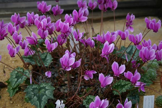 Cyclamen hederifolium 'Ruby Glow' 