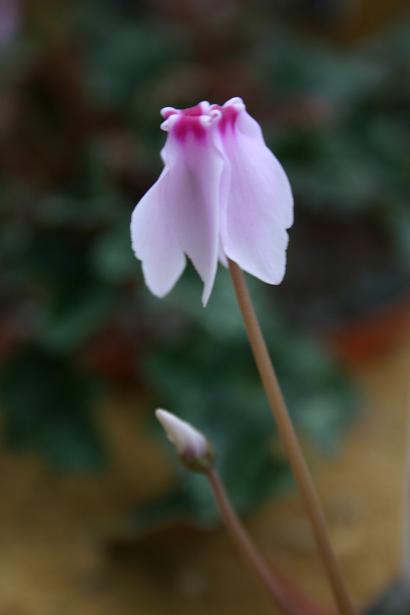 Cyclamen hederifolium 'Stargazer' 