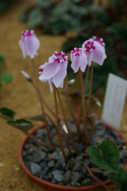 Cyclamen hederifolium 'Stargazer' 