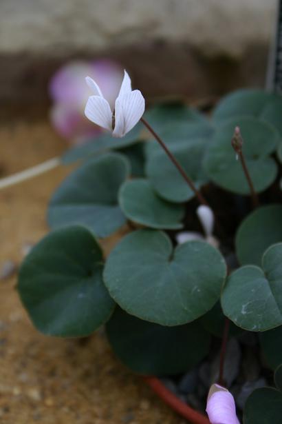 Cyclamen intaminatum 