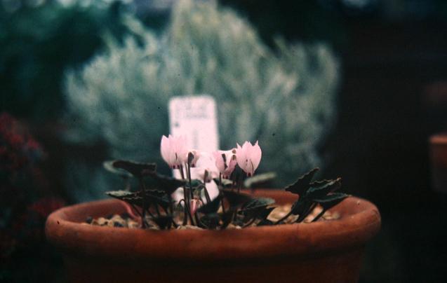 Cyclamen mirabile 