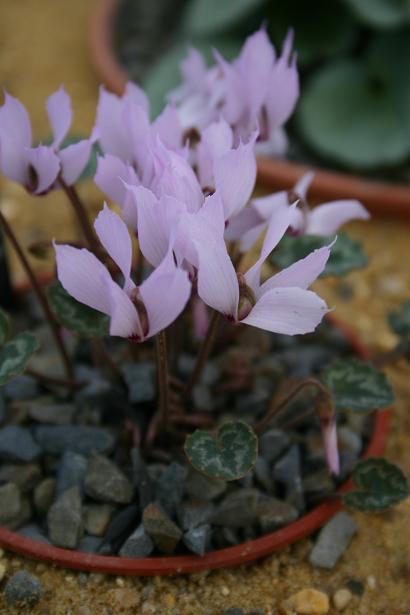 Cyclamen mirabile 