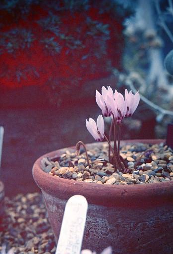 Cyclamen mirabile 