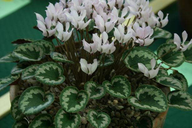 Cyclamen mirabile 