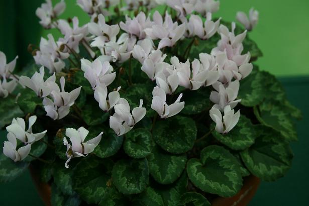 Cyclamen mirabile 