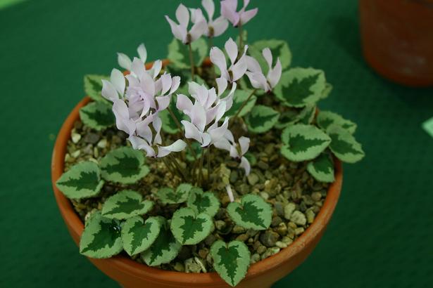 Cyclamen mirabile 'Tilebarn Nicholas' 