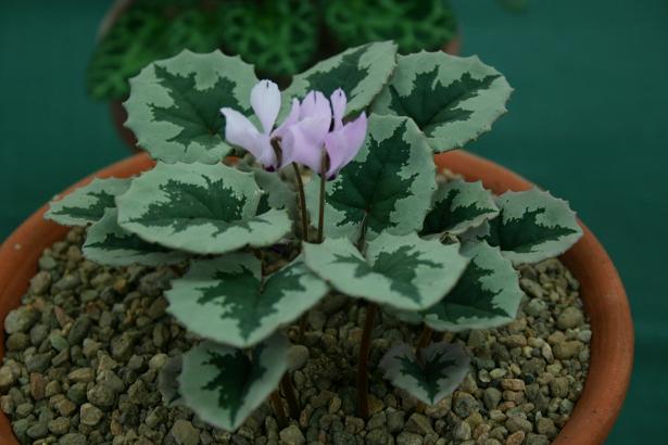 Cyclamen mirabile 'Tilebarn Nicholas' 