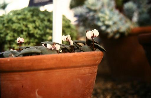 Cyclamen parviflorum 