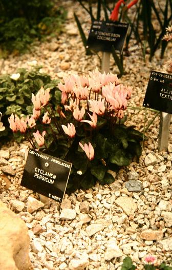 Cyclamen persicum 