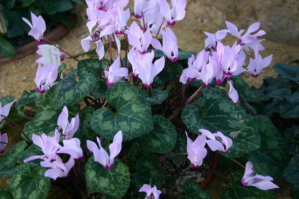 Cyclamen persicum 