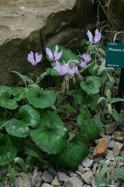 Cyclamen persicum 