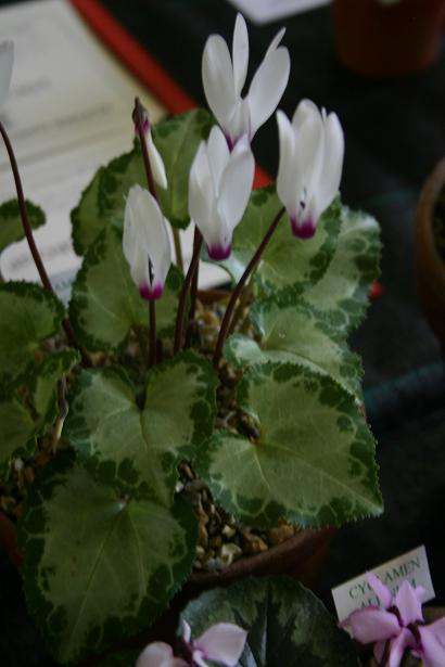 Cyclamen persicum 