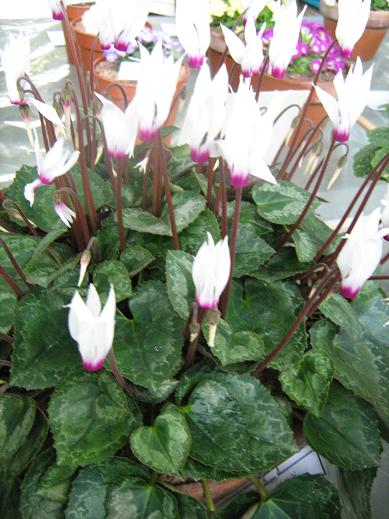 Cyclamen persicum 