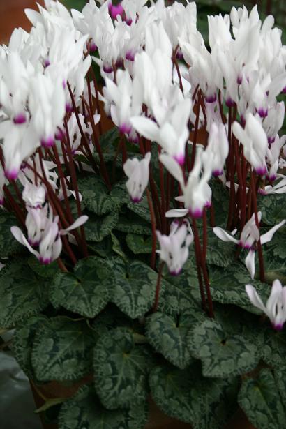 Cyclamen persicum 