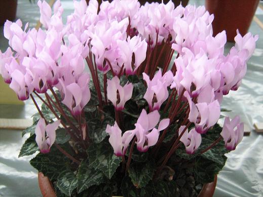 Cyclamen persicum 