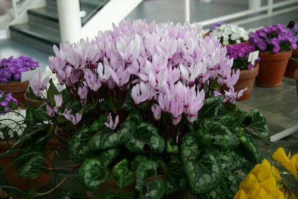 Cyclamen persicum 