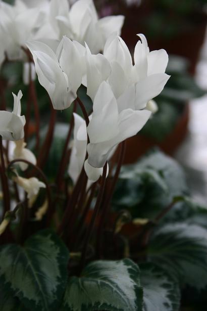 Cyclamen persicum 'Alba' 