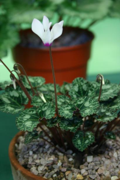 Cyclamen persicum var autumnale 