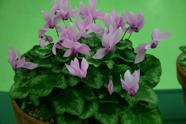 Cyclamen (persicum x purpurescens) 'Odorella'