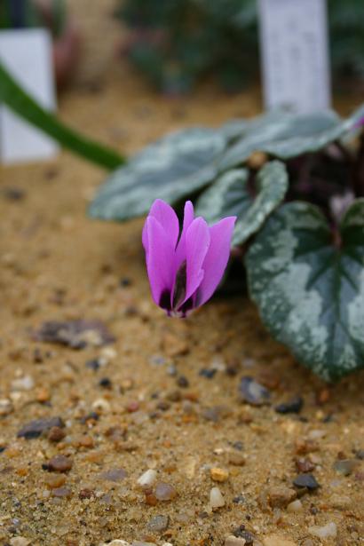 Cyclamen pseudibericum 