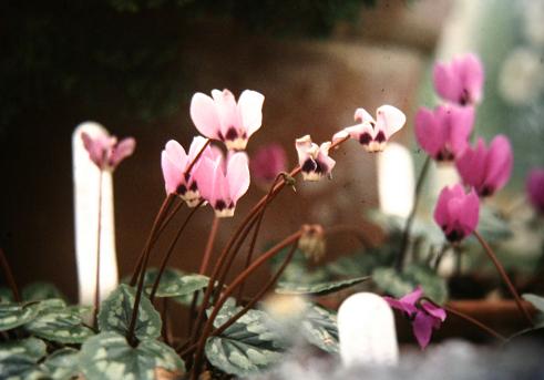 Cyclamen pseudibericum 