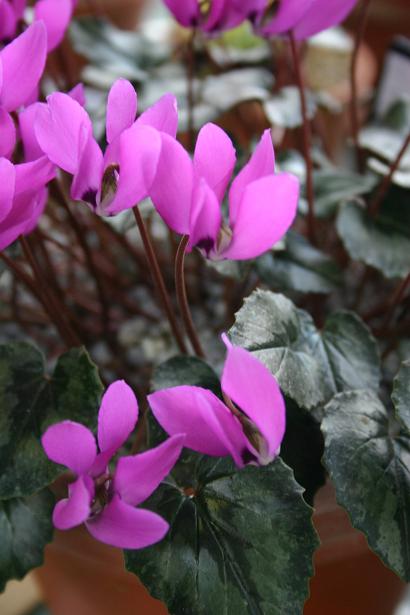 Cyclamen pseudibericum 