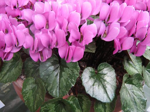 Cyclamen pseudibericum 